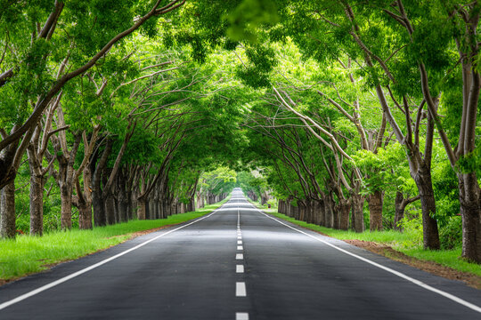 Tree-lined highway